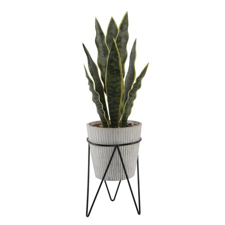 CONSERVATORIO 18 ft TTL Height Snake Plant in Cement Pot on Metal Stand Gray CO1763618